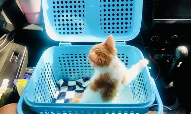 บริการรับฝากส่ง สัตว์เลี้ยง